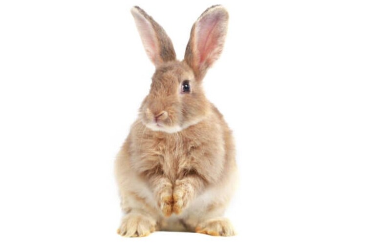 Spectacle pour enfants le lapin de Pâques et concours