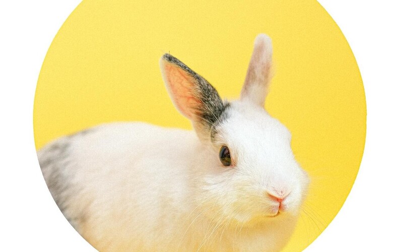 Spectacle lapin de Pâques