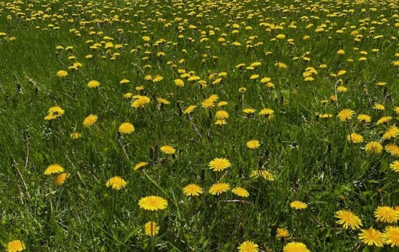 Défi pissenlits