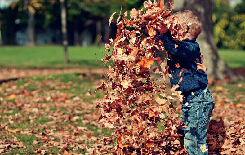 Collecte de feuilles mortes