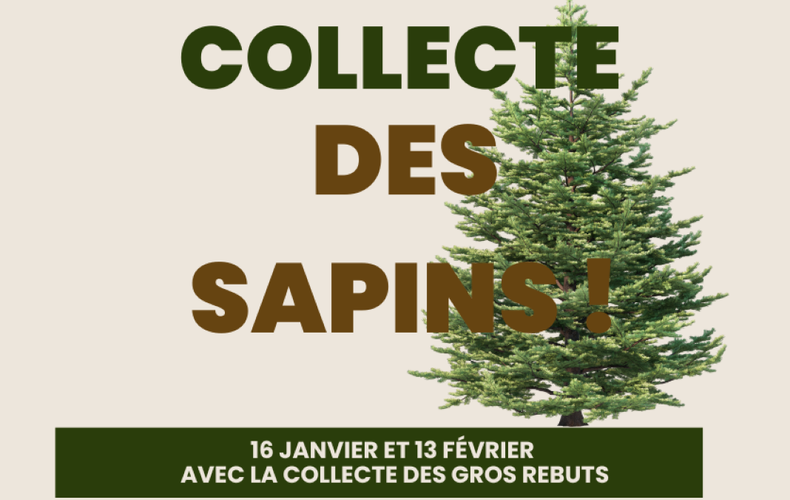 Collecte des sapins